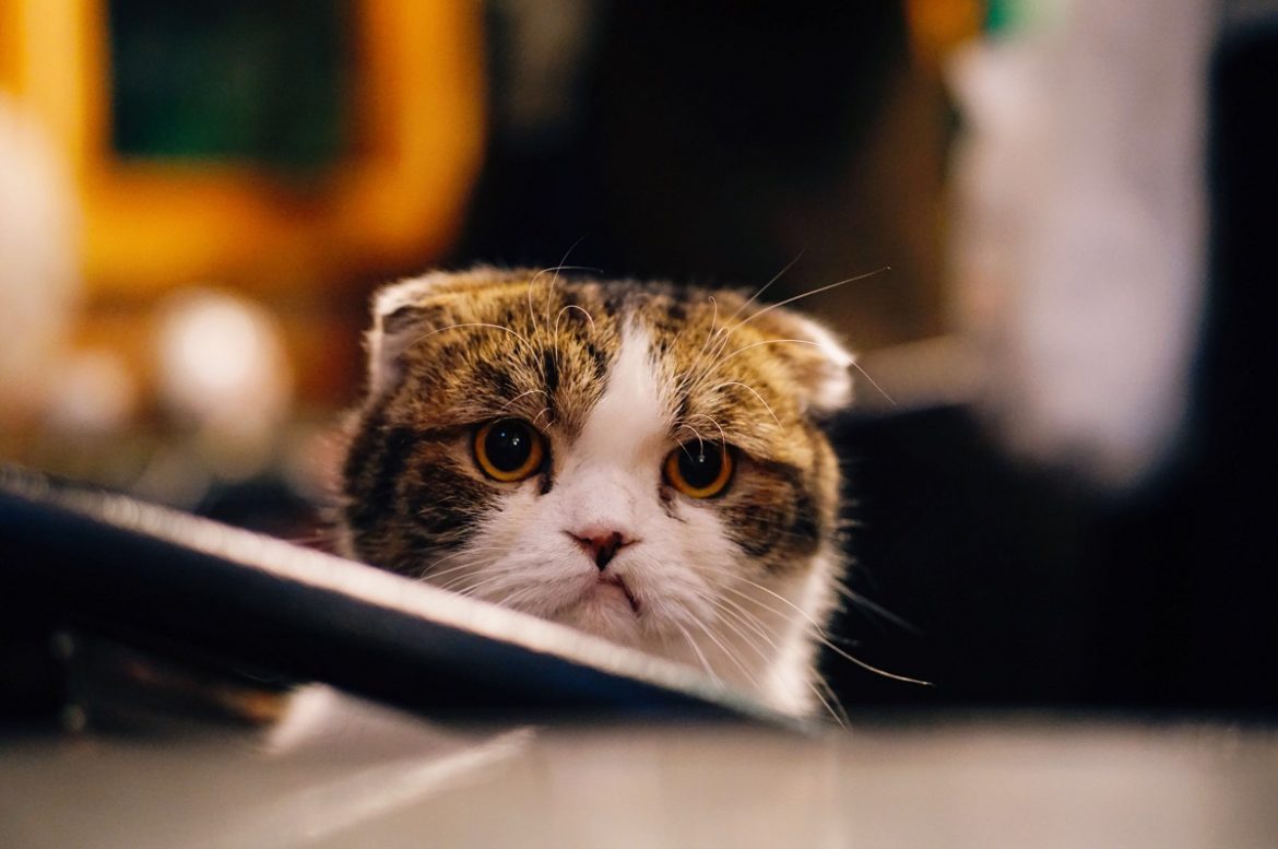 Кот с хмурым выражением лица выглядывает из-за стола