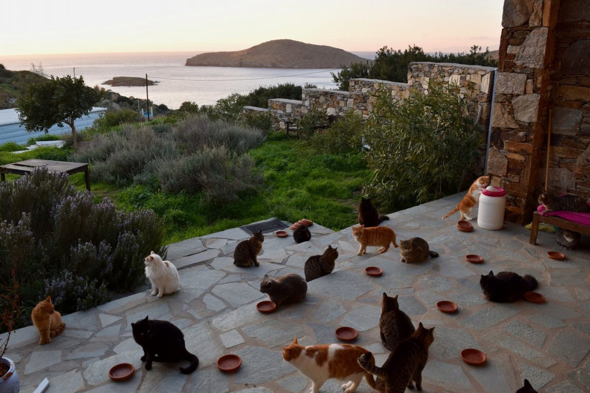 в Греции ищут человека для ухода за котами
