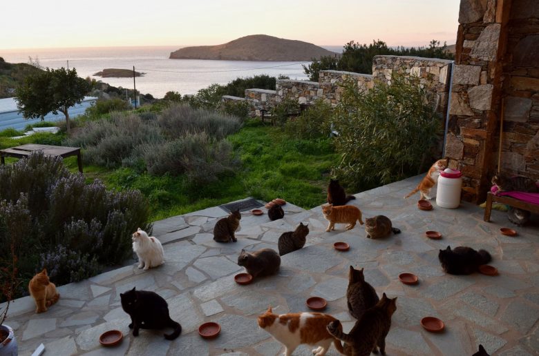 в Греции ищут человека для ухода за котами