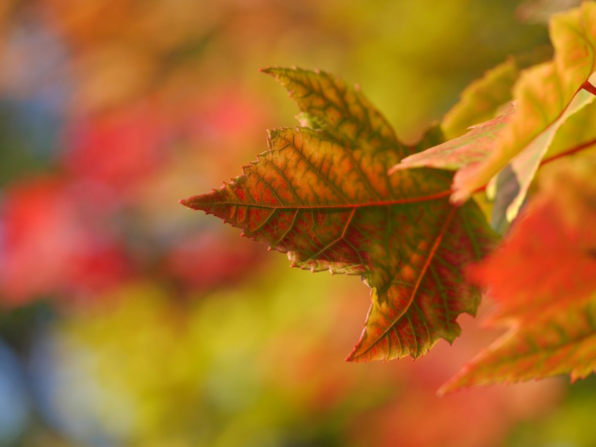 Осенний кленовый лист крупным планом на фоне осенней листвы