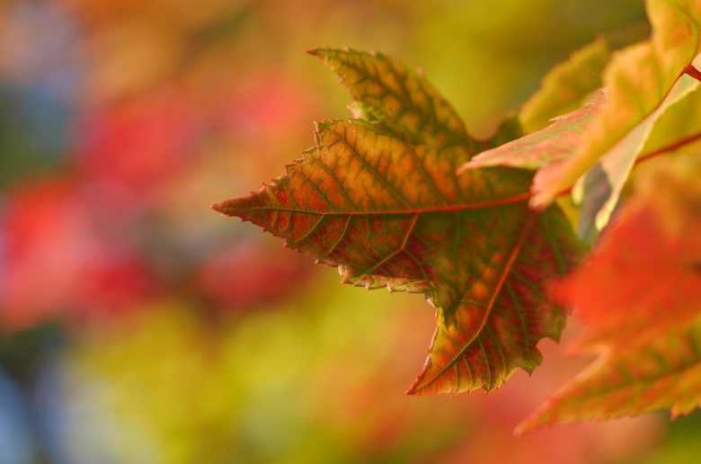Осенний кленовый лист крупным планом на фоне осенней листвы